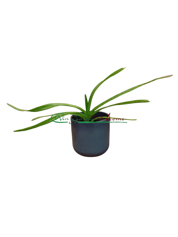 52107 Vanda luzonica