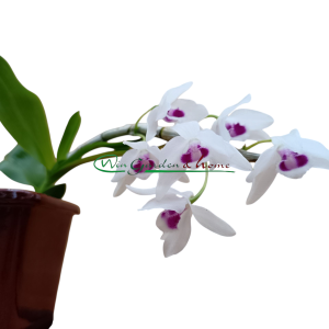 Dendrobium rhodopterygium f. semialbum