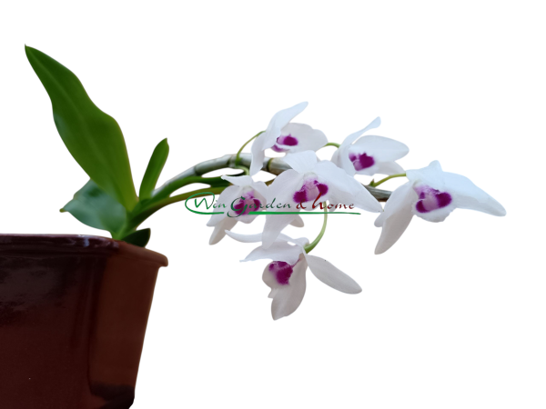 Dendrobium rhodopterygium f. semialbum