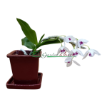 Dendrobium rhodopterygium f. semialbum