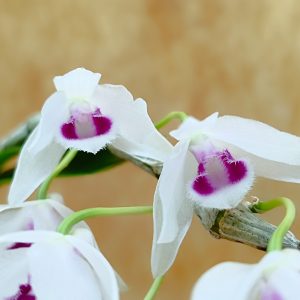 Dendrobium rhodopterygium f. semialbum