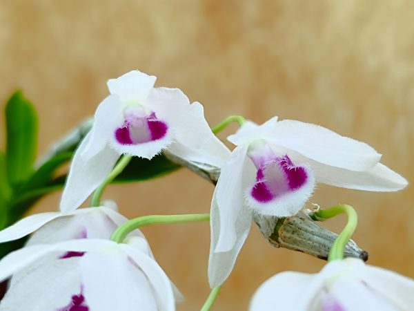 Dendrobium rhodopterygium f. semialbum