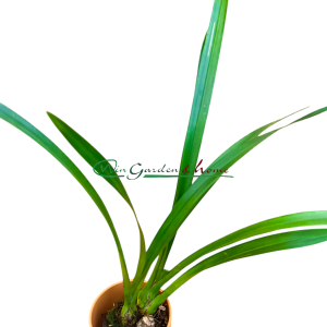Cymbidium sunshine falls yellow base flowers