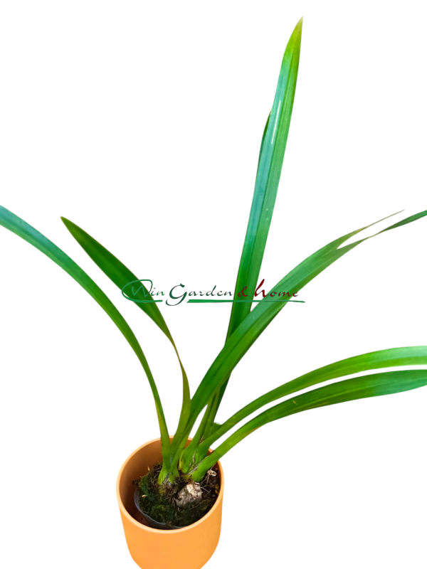 Cymbidium sunshine falls yellow base flowers