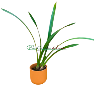 Cymbidium sunshine falls yellow base flowers