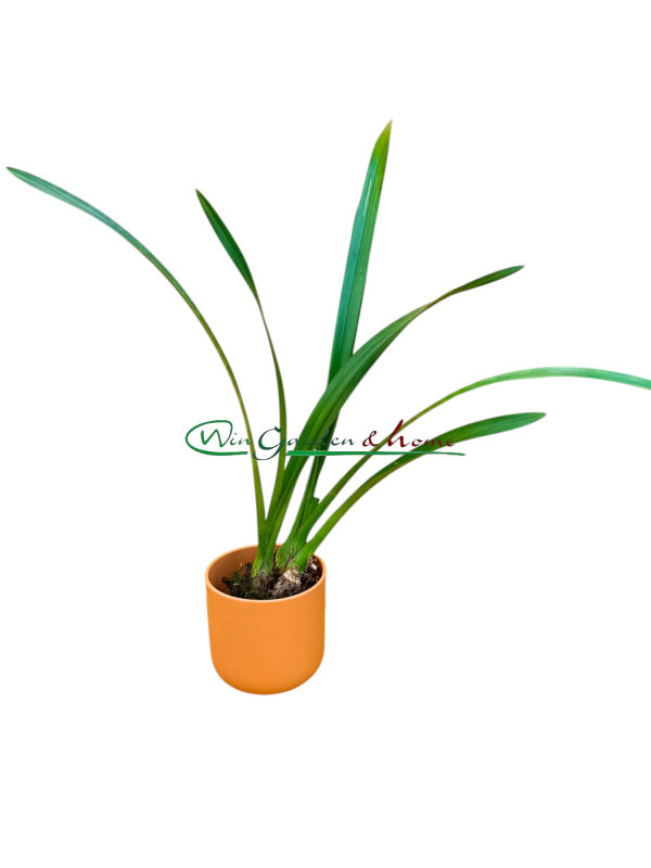 52489 Cymbidium sunshine falls yellow base flowers