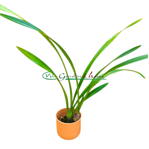 Cymbidium sunshine falls green base flowers