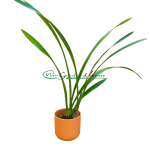 Cymbidium sunshine falls green base flowers
