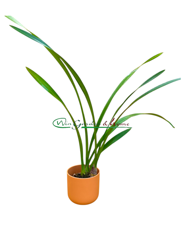 52490 Cymbidium sunshine falls green base flowers