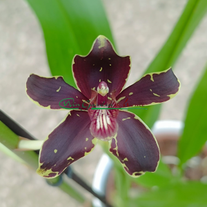 Grammatophyllum