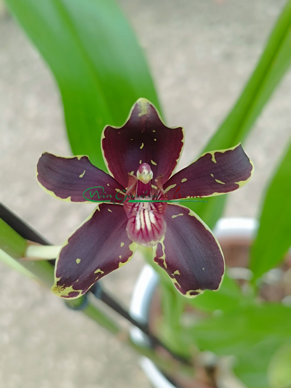 Grammatophyllum