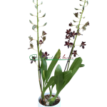 Grammatophyllum