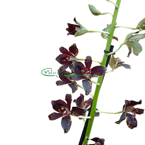 Grammatophyllum