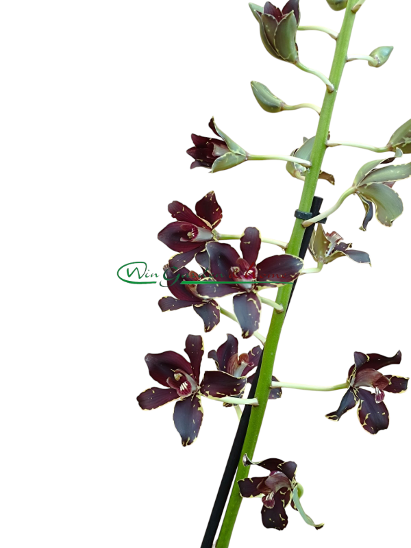 Grammatophyllum