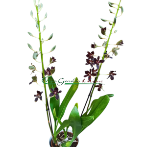 Grammatophyllum