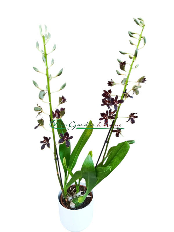Grammatophyllum