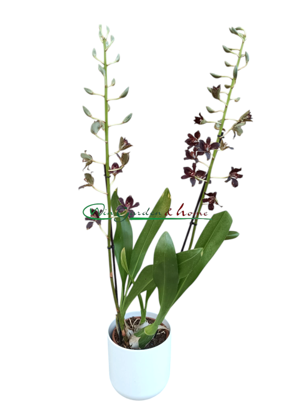 52518-2H Grammatophyllum