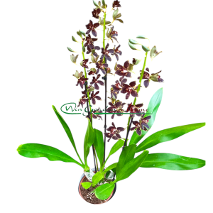 Grammatophyllum - Image 3