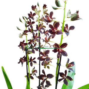 Grammatophyllum - Image 4