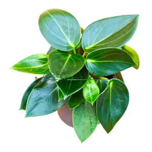PEPEROMIA VANILLA