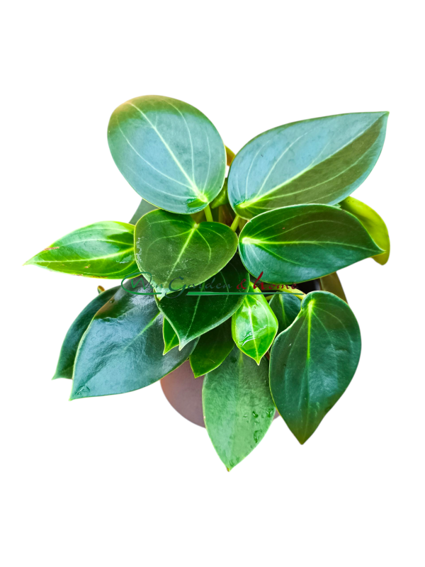 PEPEROMIA VANILLA