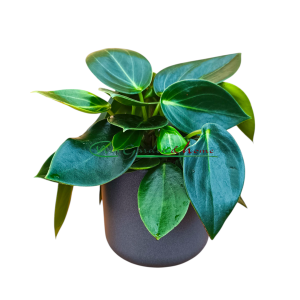 PEPEROMIA VANILLA