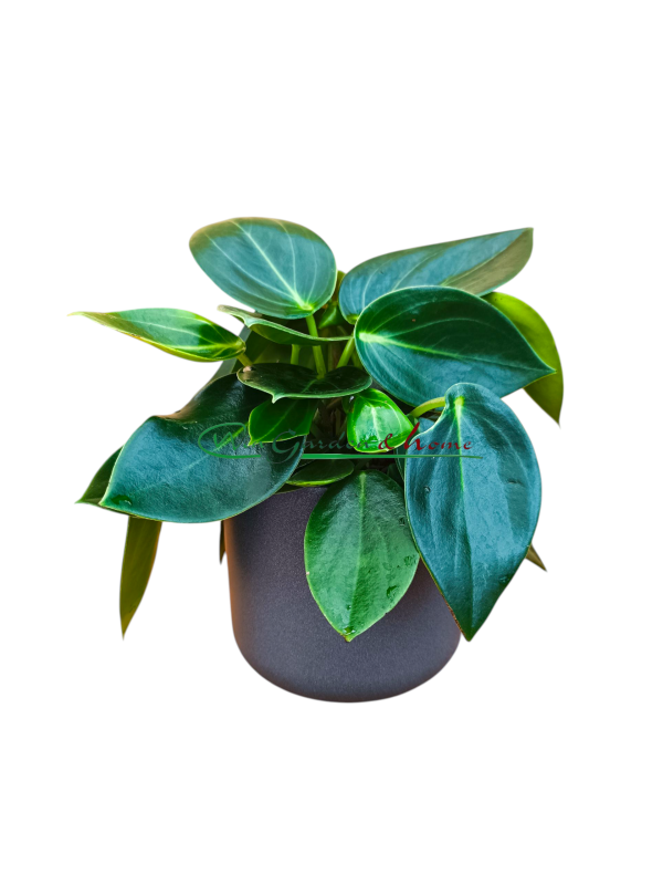 52553 PEPEROMIA VANILLA