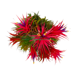 TILLANDSIA IONANTHA