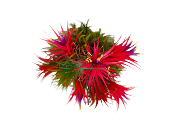 TILLANDSIA IONANTHA