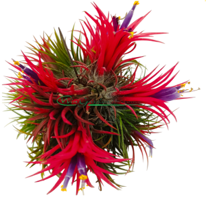 TILLANDSIA IONANTHA