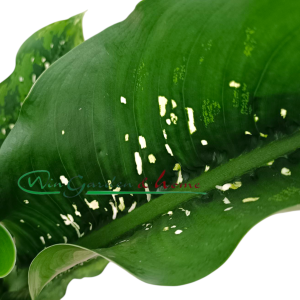 DIEFFENBACHIA CAIMAN
