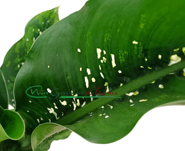 DIEFFENBACHIA CAIMAN