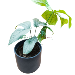 MONSTERA AMYDRIUM MEDIUM SILVER