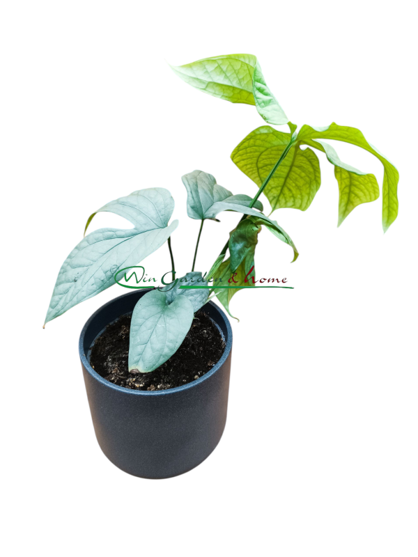 MONSTERA AMYDRIUM MEDIUM SILVER