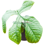 MONSTERA AMYDRIUM MEDIUM SILVER