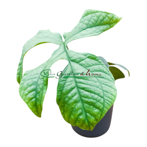MONSTERA AMYDRIUM MEDIUM SILVER