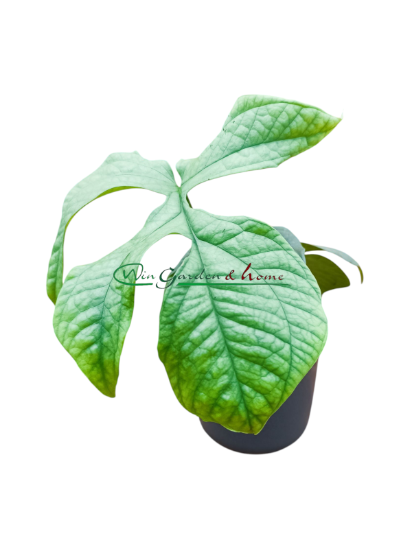 MONSTERA AMYDRIUM MEDIUM SILVER