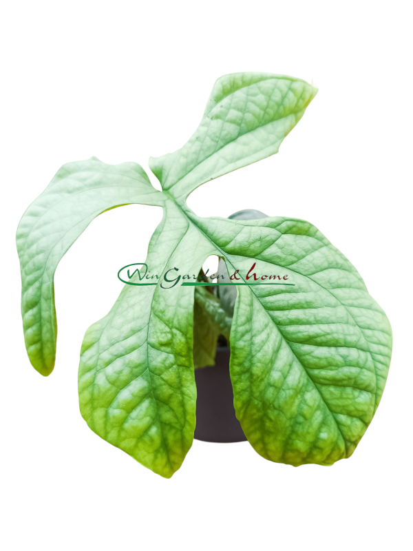 52566 MONSTERA AMYDRIUM MEDIUM SILVER