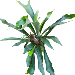 PLATYCERIUM BIFURCATUM