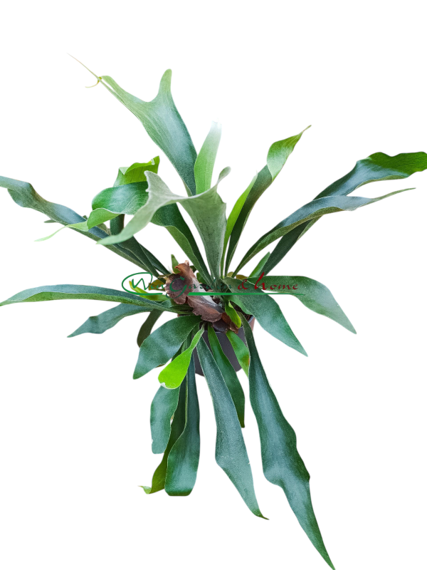 PLATYCERIUM BIFURCATUM