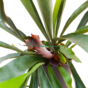 PLATYCERIUM BIFURCATUM