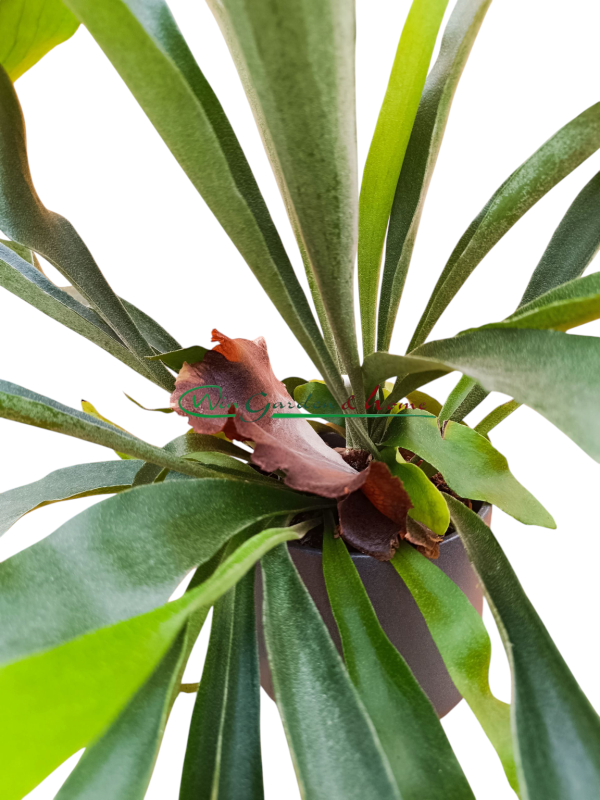 PLATYCERIUM BIFURCATUM