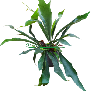 PLATYCERIUM BIFURCATUM