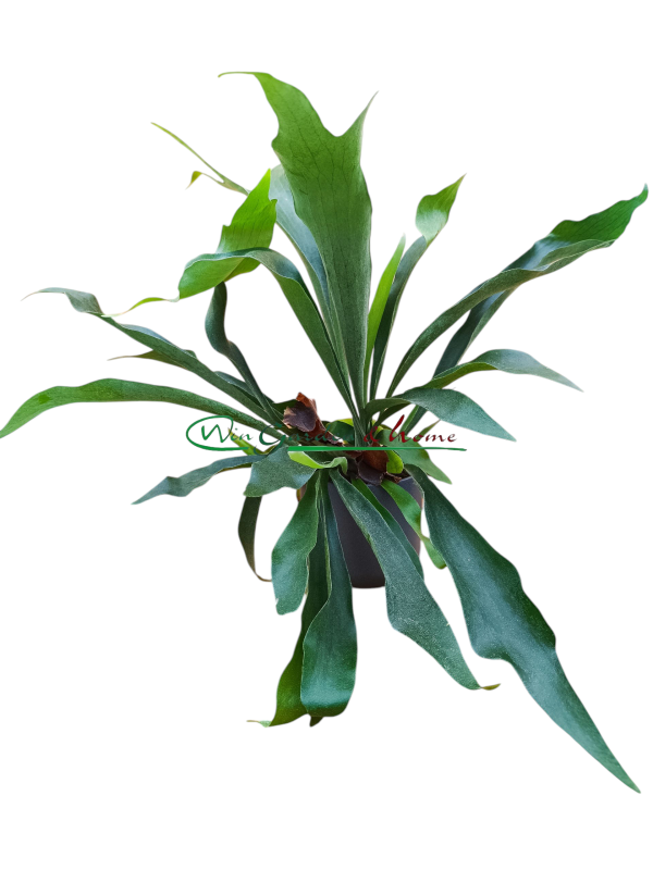 PLATYCERIUM BIFURCATUM
