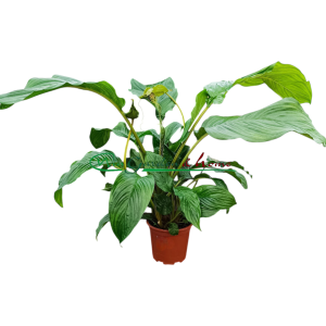 Tacca Chantrieri