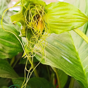Tacca Chantrieri