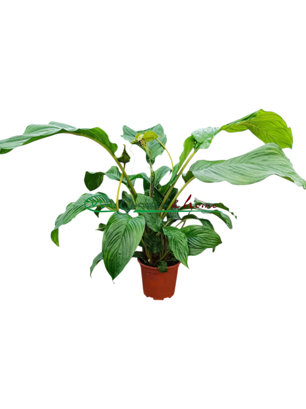 7022 Tacca Chantrieri