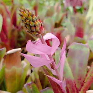 Aechmea nuicaulis Red Brazil