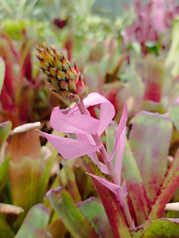 Aechmea nuicaulis Red Brazil
