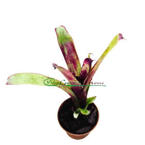 Aechmea nuicaulis Red Brazil
